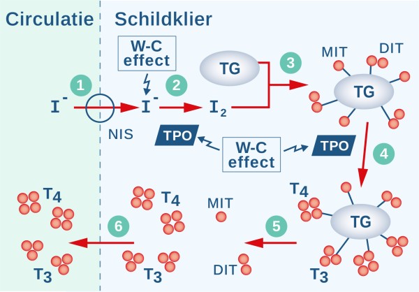 Figuur 1. Schematisch model van calciumhomeostase bij zeugen. voer